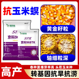 Strong man's genetically modified high-yielding corn seeds, academy of agricultural sciences national approval, insect resistance, double sticks, large sticks, lodging resistance, drought resistance, disease resistance, corn seeds, transgenic insect resistance, high germination rate, 4000 grains, disease resistance