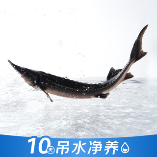 Water fish, fresh sturgeon 850g/piece