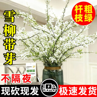 Hua weng hydroponic snow willow fresh cut dry branches with buds green plants indoor flowers fresh branches snow willow 65cm 30 pieces straight from the source