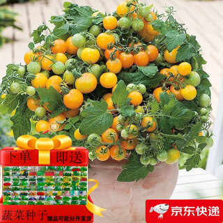Tomato seeds, dwarf small tomatoes, tomato seedlings, potted plants, balcony potted vegetables and fruits for all seasons, dwarf yellow tomatoes, 52 pieces selected ++