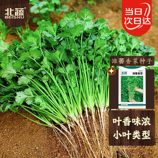 Beishu coriander seeds old varieties small leaves four seasons potted family seeds weifang coriander seeds 10g about 800 grains