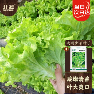 Beishu lettuce seeds, four-season home planting vegetable seeds, balcony planting, zhuo crisp glass lettuce seeds, about 2,000 pieces