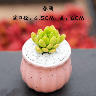 Su mo's ink succulents indoor small potted plants office desktop cactus kindergarten flower green plant cactus gift chunmeng + h1 porcelain pot + soil + paving stone