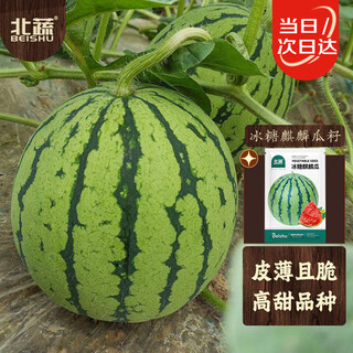 Beishu rock sugar unicorn watermelon seeds seedlings super sweet and crisp four-season fruit seeds rock sugar unicorn watermelon seeds about 50 pieces