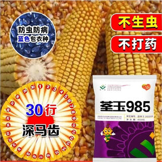 Tsuenyu 985 disease-resistant golden corn seed short-stem horse tooth red shaft large stick disease-resistant and insect-proof high-yielding version 3.4jin jin equals 0.5kg