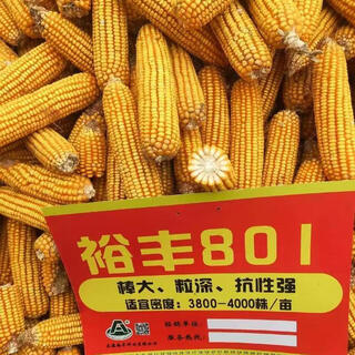 Une liste complète de semences de maïs approuvées au niveau double national et à rendement stable, de semences de maïs en gros résistantes à la verse, à tige courte et à gros bâtons de l'académie des sciences agricoles, sac yufeng 801 approuvé au niveau double national (4 200 grains)