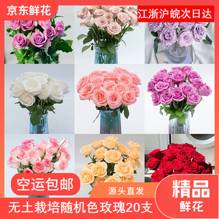 Jingdong flowers boutique water-cultured soilless culture new year's eve flowers valentine's day roses random colors 20 pack 45-50cm source straight hair