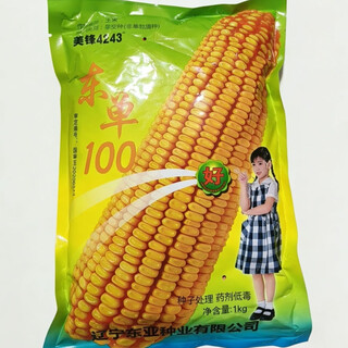 原装正品美锋4243东单100玉米高产抗倒全国种植适用高效高产种子 2斤*1(袋)