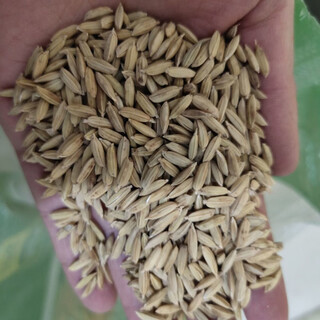 Rice seeds, high-yielding thai fragrant rice, rice seeds, bulk rice seeds, high-yielding fragrant rice, 500 grams of long-grain fragrant rice trial seeds, loose weight 1jin jin is equal to 0.5kg, price (seeds can be saved)