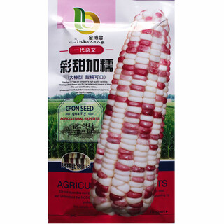 Wangyuanxing graines de maïs cireux jaune à maturation précoce dans le champ, maïs cireux jaune à haut rendement et de haute qualité, peau parfumée et cireuse, graines de maïs gros bâton minces et sans résidus, jinbonong caitianjianuo/200g caitiannuo