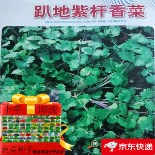 Old varieties of purple-rooted coriander, short-stemmed coriander, small-leaf, strong-flavor coriander seeds, four-season vegetables, purple-rooted, low-stem coriander, new species this year, original quality products, buy 3+2, get 5 packs, ++ products