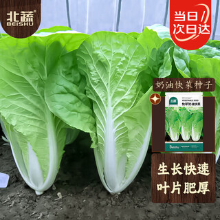 Beishu cream four seasons fast vegetable seed seedlings pakchoi spring vegetable seeds kuai cui cream fast vegetable seeds 50g