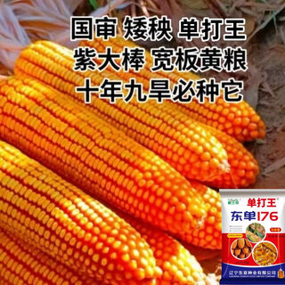 Оптовая коллекция высокоурожайных семян кукурузы, с коротким стеблем, с живым стеблем, зрелая, устойчивая к болезням, устойчивая к насекомым, устойчивая к полеганию, одобренная на национальном уровне оригинальная кукуруза, одобренная на национальном уровне dongdan 176, с коротким стеблем, высокоурожайная большая палка, пять акров земли, всего 15 Цзинь Цзинь равны 0,5 килограмма