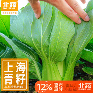 Beishu shanghai green seed seedlings small rapeseed winter and spring balcony potted vegetable seeds shanghai green seeds 2000 capsules