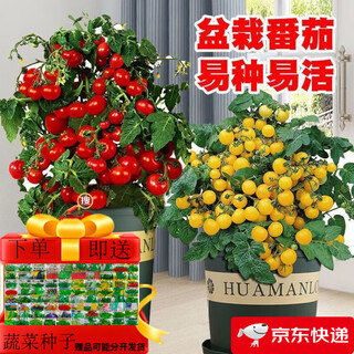 Tomato seeds, dwarf small tomatoes, tomato seedlings, potted plants, balcony potted vegetables and fruits for sowing in all seasons, mixed package of three tomato varieties, 52 capsules selected ++
