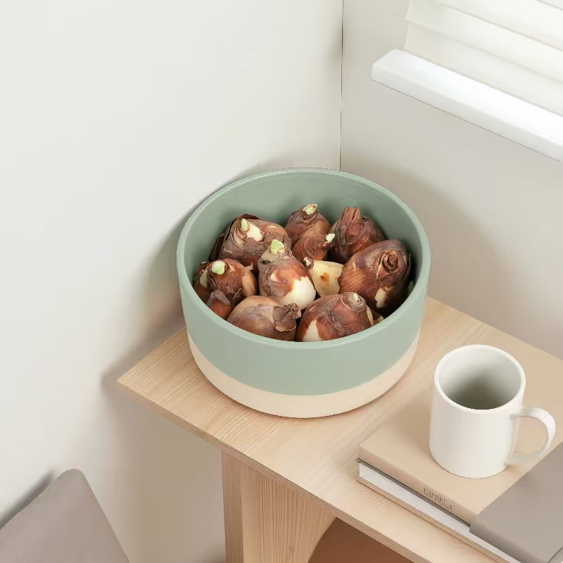 Blooming and prosperous narcissus bulb pots (6-9 pcs.)