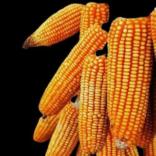 Wangyuanxing высокоурожайные семена кукурузы с большой палкой, одобренные на национальном уровне, zhengdan 958, подлинная Академия сельскохозяйственных наук, трансгенные с коротким стеблем, высокоустойчивые, без ГМО, zhengdan 958, высокоурожайные и мультиустойчивые, 3jin jin, равный 0,5 кг в оригинальной упаковке