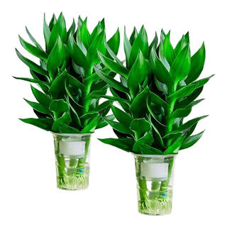 Hydroponic rich bamboo potted plants are easy to grow indoor green plants to attract wealth in all seasons. formaldehyde removal for living room indoor office potted green plants 6 bamboos + original pots + nutrient solution 25cm-35cm