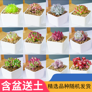 Su mo's ink succulents indoor small potted plants office desktop cactus kindergarten flower green plant cactus gift white porcelain pot + random 1 succulent + soil + paving stone