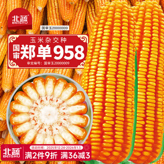 北蔬玉米种子产高矮大棒抗旱抗倒郑单958国审官方正品饲料四川杂交 北蔬优选郑单958玉米种子 共4斤（1亩地）