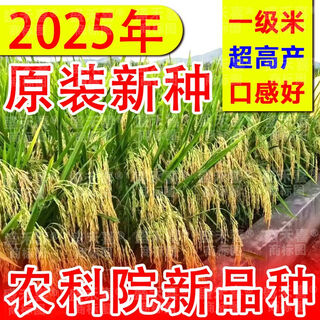 2025 newly approved strong-flavor silk seedlings rice seeds, ultra-high yield, lodging resistance, high temperature resistance, rice koji original, recommended by big users, yufeng silk seedlings, safe planting/guaranteed after-sales, high-quality fragrant rice, ten jin jin is equal to 0.5 kg + seed dressing agent, affordable package, selected by big users