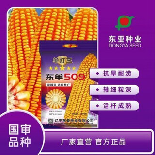 20 квартал 2026 г. Спотовая продажа dongdan 509, национальное одобрение, семена кукурузы. Устойчивость к полеганию и плотная посадка. 2026 Спотовая продажа. dongdan 509, национальное одобрение, семена кукурузы, богатые.