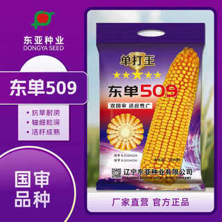 Fuyou east asia seed dongdan 509 corn seeds, lodging and density resistant, fuyou genuine 2026 ready for sale