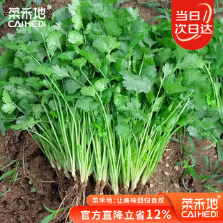 Caihedi coriander seed seedlings four seasons large-leaf coriander old variety vegetable seeds large-leaf coriander seeds 1200 capsules x 2 packs