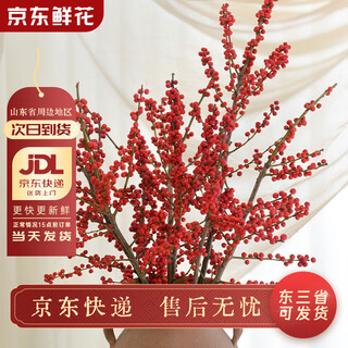 Jingdong flowers north american holly 5 branches a grade 50-60cm new year's eve flowers for festivals spring festival flowers base straight from the source
