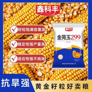 Jinyuanyu 299 seeds, dense yield, high stable yield, drought resistance and stable yield corn seeds-gzn 1 bag jinyuanyu corn seeds/4200 seeds