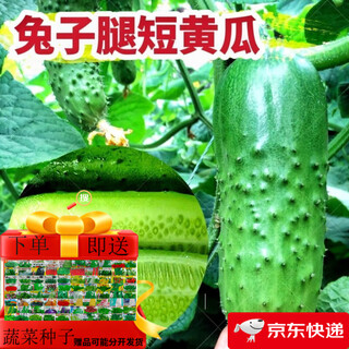 Rabbit leg fruit type cucumber seedlings, new varieties, early maturing short-stick cucumber seedlings, large collection of vegetable seedlings in small yards, rabbit leg fruit cucumber seedlings, 3 trees + fertilizer + planting