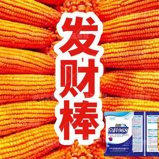 Семена кукурузы стабильноурожайные, короткостебельные, двустебельные, засухо- и переувлажненные, устойчивые к болезням и полеганию, Национальное одобрение Академии сельскохозяйственных наук, shikoku shenjingke 968/4000 зерна.