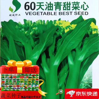 60-day oily green beetroot seeds, early-maturing and high-temperature resistant, spring and autumn four-season super beet moss seeds, farm vegetable seeds, 60-day oily green beetroot seeds, original factory packaging 1 pack (about 1000 pieces)