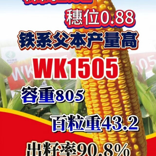 Wk1505 test weight short stem 805 drought resistance, high yield resistance, lodging resistance, large corn seeds wk1505 5500 grains