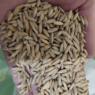 Graines de riz de montagne à haut rendement, riz noir de montagne, graines de riz parfumées, graines de riz résistantes à la sécheresse et aux maladies, période de croissance courte, riz perlé, rendement élevé et résistance à la verse, graines de riz de montagne, flanc de colline, champ, terre sèche, les graines peuvent être conservées en vrac, 1jin, jin est égal à 0,5 kg, prix