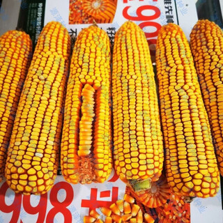 Одобренные на национальном уровне семена гибридной кукурузы yu zhongyu 998 - красные семена початка, желтые вмятины, высота растения 279 см, три мешка (6 jin jin равны 0,5 кг)