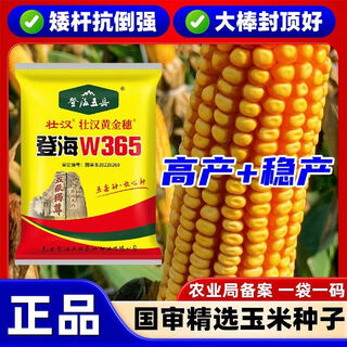 Семена кукурузы Академии сельскохозяйственных наук, короткие стебли, устойчивость к полеганию, засухоустойчивость, стабильная урожайность, двойные стебли, национальное одобрение, устойчивость к полеганию, живые стебли, зрелые семена прицветников, denghai w365, 4100 зерен в мешке