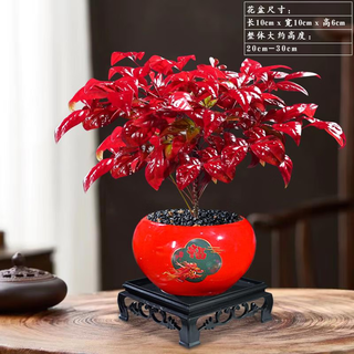 Hua weng chinese zen potted flowers, flame nandina (red pot with the word 