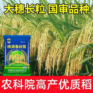 Одобренные на национальном уровне высокоурожайные семена риса, оригинальная адаптивность, широкая устойчивость к болезням, устойчивость к высоким температурам, устойчивость к полеганию, длиннозерный рис, вкусные семена риса Одобренный на национальном уровне рис Таоюань, ароматные шелковые саженцы, большие початки и крупные зерна, высокие и стабильные урожаи, новые семена сезона, оригинальная заводская упаковка, 2ЦзиньЦзин равен 0,5 кг, рис ароматный и вкусный