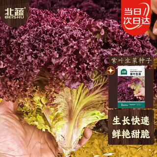 Beishu purple lettuce seed seedlings red leaf lettuce fast-growing heat-resistant four-season vegetable seeds purple leaf lettuce seeds 2000 capsules