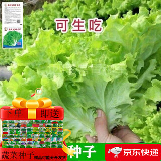 Four seasons sweet and crisp glass lettuce seeds, crisp and tender raw lettuce seeds, farmer's four seasons potted vegetable seeds, glass lettuce 1 pack, about 2000 pieces