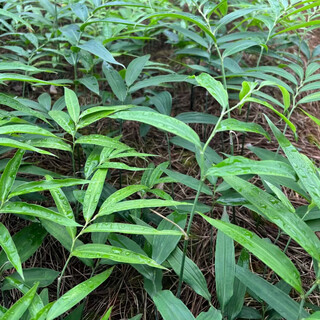 Саженцы полигонатума с листьями, высокими стеблями и множеством цветков, которые не опадают, Имбирь тигровый, Тип имбиря, Полигонатум сладкий, Куриная голова, Горец Юннаненский, 1000 средних саженцев с листьями на открытом воздухе