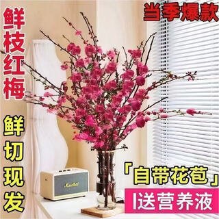 Full of blooms, red plum hydroponic fresh branches with buds, flowers and plants, indoor water-cultured dried wintersweet flowers, 60-70cm red plum fresh branches, 15 branches, a must-have in winter, with buds and nutrient solution