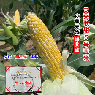 Академия сельскохозяйственных наук Ванюаньсин Супер сладкий Золотой Серебряный Каштан № 2 Семена кукурузы Высокая урожайность Очень крупные фрукты Семена сладкой кукурузы Все сезоны amy getian № 5 Оригинальный 40 г 1 упаковка Вкусный Супер сладкий