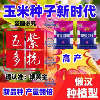 New gene dual-national review fumin 1588 short-stem big stick chemical-free control disease resistance red-shaft resistance stable yield corn seeds short-stem big ear 4400 grains high-yield type