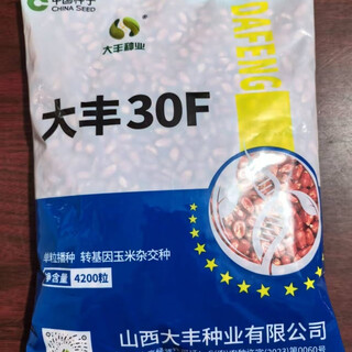 Генетически модифицированные семена кукурузы с двойной устойчивостью dafeng 30f, карликовые засухоустойчивые и устойчивые к полеганию семена кукурузы, 4200 зерен, настоящие и доступные, гарантированное качество, оригинальные генетически модифицированные семена кукурузы с двойной устойчивостью dafeng 30f, 4200 зерен