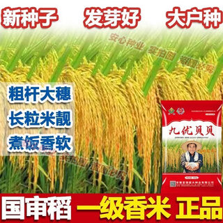 Wangyuan xingguo approval Оригинальный jiuyou beibei, высококачественный, первоклассный, вкусный, высокоурожайный, гибридный рис, длиннозерный, низкостебельный, устойчивый к полеганию рис