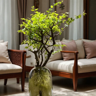 Green silk ribbon hydroponic small-leaf ligustrum branches, fresh-cut branches, indoor green plants that are good for growing lazy people in all seasons, office decorations, small-leaf privet branches, shaped and forked, 45-55 cm, 1 tree