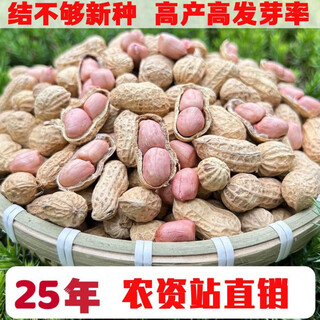 Peanut seeds with large grains, ultra-high yield and thin shell. academy of agricultural sciences original species, high-quality, ultra-dwarf stems, early maturing new varieties, disease-resistant and high oil resistance. first-generation high-yielding original seed, qinghua no. 6, high yield 3965. recommended by old farmers. 20jin. jin is equal to 0.5 kg. packed with high yield, thin shell and large seeds.