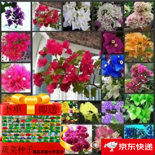 Bougainvillea seeds bougainvillea seed larvae bougainvillea flower seeds bougainvillea flower seeds potted four seasons eight mixed 100 capsules of the above varieties